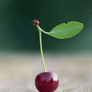 Meet your Posher, Haith